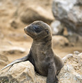 Galapagos Sea Lion Pup Champion Islet Photograph by Tui De Roy Galapagos Sea Lion Pup Champion Islet Photograph by Tui De Roy