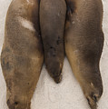 Galapagos Sea Lions Gardner Bay Hood Photograph by Pete Oxford Galapagos Sea Lions Gardner Bay Hood Photograph by Pete Oxford