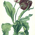 Garden Tulip by Gerard van Spaendonck Garden Tulip by Gerard van Spaendonck