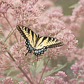 Garden Visitor - Tiger Swallowtail by Kim Hojnacki Garden Visitor - Tiger Swallowtail by Kim Hojnacki