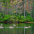 Geese Cruise by Mike Covington