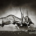 Gemsbok fight Photograph by Johan Swanepoel Gemsbok fight Photograph by Johan Swanepoel