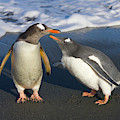 Gentoo Penguin Chick Begging For Food Photograph by Yva Momatiuk and John Eastcott Gentoo Penguin Chick Begging For Food Photograph by Yva Momatiuk and John Eastcott