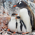 Gentoo Penguin Family on Booth Isl Photograph by Yva Momatiuk and John Eastcott Gentoo Penguin Family on Booth Isl Photograph by Yva Momatiuk and John Eastcott
