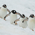 Gentoo Penguin Quartet Booth Isl Photograph by Kevin Schafer Gentoo Penguin Quartet Booth Isl Photograph by Kevin Schafer