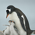 Gentoo Penguin With Chicks Antarctica by Kevin Schafer Gentoo Penguin With Chicks Antarctica by Kevin Schafer
