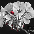 Geranium Flower In Progress Photograph by James BO Insogna Geranium Flower In Progress Photograph by James BO Insogna