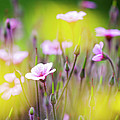 Geranium Photograph by Heiko Koehrer-Wagner Geranium Photograph by Heiko Koehrer-Wagner