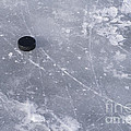 Get the puck outta here Photograph by Steven Ralser Get the puck outta here Photograph by Steven Ralser