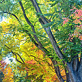 Getting Lost in the Colorful Autumn Trees Photograph by James BO Insogna Getting Lost in the Colorful Autumn Trees Photograph by James BO Insogna