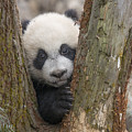Giant Panda Cub Bifengxia Panda Base Photograph by Katherine Feng Giant Panda Cub Bifengxia Panda Base Photograph by Katherine Feng