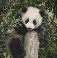 Giant Panda Cub Chengdu Sichuan China by Katherine Feng Giant Panda Cub Chengdu Sichuan China by Katherine Feng