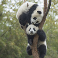 Giant Panda Cubs Playing Chengdu Photograph by Katherine Feng Giant Panda Cubs Playing Chengdu Photograph by Katherine Feng