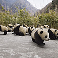 Giant Panda Cubs Wolong China Photograph by Katherine Feng Giant Panda Cubs Wolong China Photograph by Katherine Feng