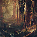 Giant Redwood Trees of California Painting by Albert Bierstadt Giant Redwood Trees of California Painting by Albert Bierstadt