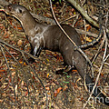 Giant River Otter by Gregory G. Dimijian, M.D. Giant River Otter by Gregory G. Dimijian, M.D.