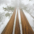 Giant Sequoias In the Fog Photograph by Yva Momatiuk John Eastcott Giant Sequoias In the Fog Photograph by Yva Momatiuk John Eastcott