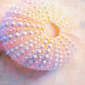 Gift of the Sea by Bonnie Bruno Gift of the Sea by Bonnie Bruno