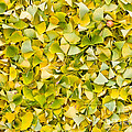 Ginkgo Leaves 2 Photograph by Steven Ralser Ginkgo Leaves 2 Photograph by Steven Ralser