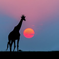 Giraffe At Sunset Chobe Np Botswana by Andrew Schoeman Giraffe At Sunset Chobe Np Botswana by Andrew Schoeman