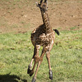 Giraffe Calf Running Photograph by San Diego Zoo Giraffe Calf Running Photograph by San Diego Zoo