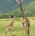Giraffe Mother And Calftanzania Photograph by Thomas Marent Giraffe Mother And Calftanzania Photograph by Thomas Marent