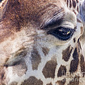 Giraffe Photograph by Steven Ralser Giraffe Photograph by Steven Ralser