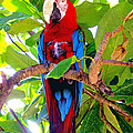 Gizmo The Macaw by Jerome Stumphauzer Gizmo The Macaw by Jerome Stumphauzer