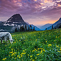 Glacier National Park 4 Photograph by Larry Marshall Glacier National Park 4 Photograph by Larry Marshall