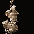 Gladiola Photograph by Farol Tomson Gladiola Photograph by Farol Tomson