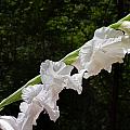 Gladiolas in the Rain Photograph by Farol Tomson Gladiolas in the Rain Photograph by Farol Tomson