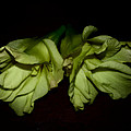 Gladiolus In Shadows by Paulina Roybal Gladiolus In Shadows by Paulina Roybal