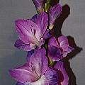 Gladiolus n shadows by Paulina Roybal Gladiolus n shadows by Paulina Roybal