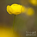 Globe Flower Photograph by Heiko Koehrer-Wagner Globe Flower Photograph by Heiko Koehrer-Wagner