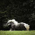 Glorious Silver Reign by Terry Kirkland Cook