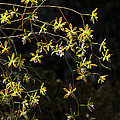 Glowing Orchids by Barbara Bowen Glowing Orchids by Barbara Bowen