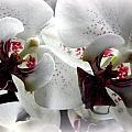 Glowing White Orchids Photograph by Kim Galluzzo Wozniak Glowing White Orchids Photograph by Kim Galluzzo Wozniak