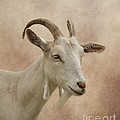 Goat by Linsey Williams Goat by Linsey Williams