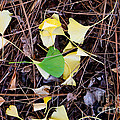 Gold and Green Gingko Leaves Photograph by Laura Iverson Gold and Green Gingko Leaves Photograph by Laura Iverson