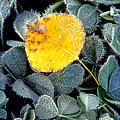 Gold On Green by Bill Morgenstern Gold On Green by Bill Morgenstern