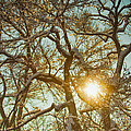 Golden Branches In The Snow Photograph by James BO Insogna Golden Branches In The Snow Photograph by James BO Insogna