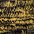 Golden coils painting in wax Painting by Simon Bratt Golden coils painting in wax Painting by Simon Bratt