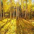 Golden Photograph by Darren White Golden Photograph by Darren White