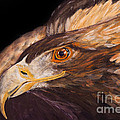 Golden eagle close up painting by Carolyn Bennett Painting by Simon Bratt Golden eagle close up painting by Carolyn Bennett Painting by Simon Bratt