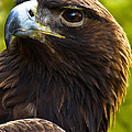 Golden Eagle Photograph by Robert L Jackson Golden Eagle Photograph by Robert L Jackson