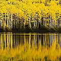 Golden Lake Photograph by Chad Dutson