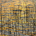 Golden Lake Ripples Photograph by James BO Insogna Golden Lake Ripples Photograph by James BO Insogna