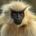 Golden Langur Chakrashila Wildlife Photograph by Thomas Marent Golden Langur Chakrashila Wildlife Photograph by Thomas Marent