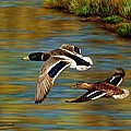 Golden Pond Painting by Crista Forest Golden Pond Painting by Crista Forest