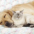 Golden Retriever And Cat Photograph by John Daniels Golden Retriever And Cat Photograph by John Daniels
